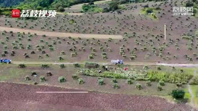 从人间秘境到网红景点:扎尕那的出圈记