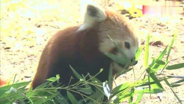 濒危哺乳动物小熊猫,和熊猫一样喜欢吃竹子,镜头抓拍进食瞬间!