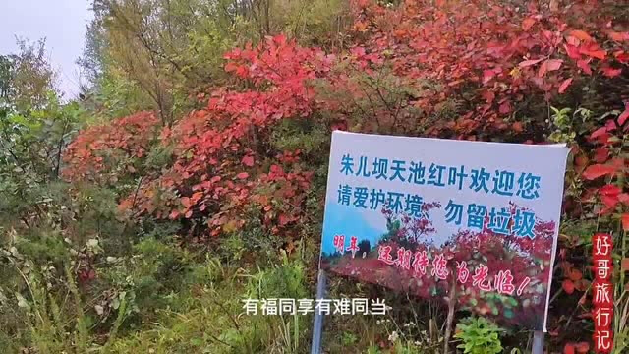 徒步旅行:秦岭略阳朱儿坝,天池坪山上红叶红了,太美了