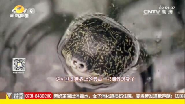 欲哭无泪!斑鳖物种宣告灭亡?全球已知存活的斑鳖只剩最后3只!