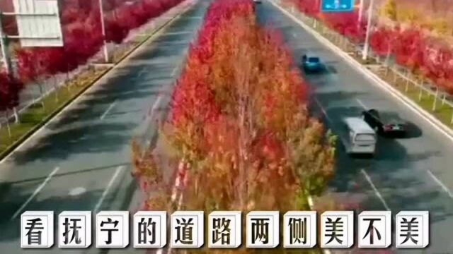 #热点速看#秦皇岛市抚宁区 道路的绿化美不美