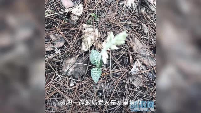 龙里境内发现成片斑叶兰 为濒危珍稀植物