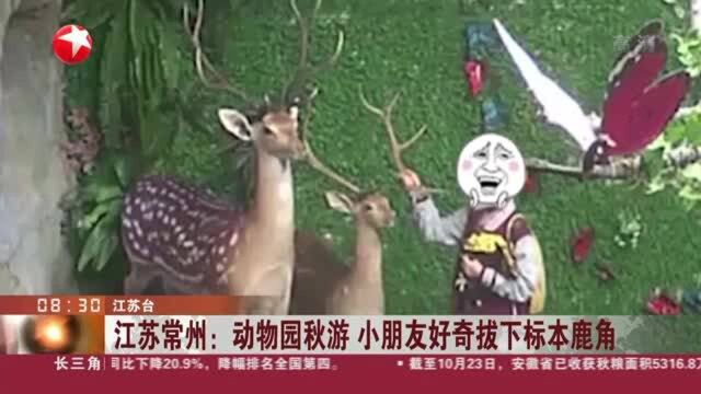 江苏常州:动物园秋游 小朋友好奇拔下标本鹿角