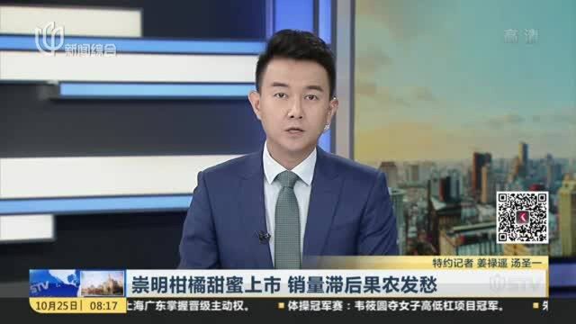 崇明柑橘甜蜜上市 销量滞后果农发愁