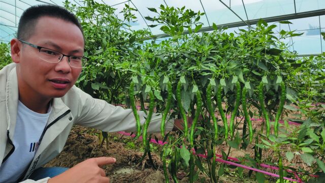 70后大叔种下3亩辣椒,摘一次进账1万2,半年可摘5次,收入6万元