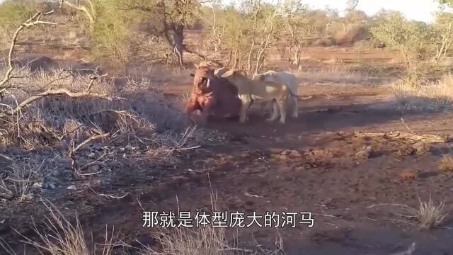 狮子攻击河马,河马一动不动表情惬意,狮子:皮有点滑不好下口