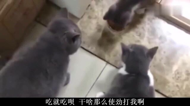 搞笑集合:什么意思.你下一步是不是要动手啊.