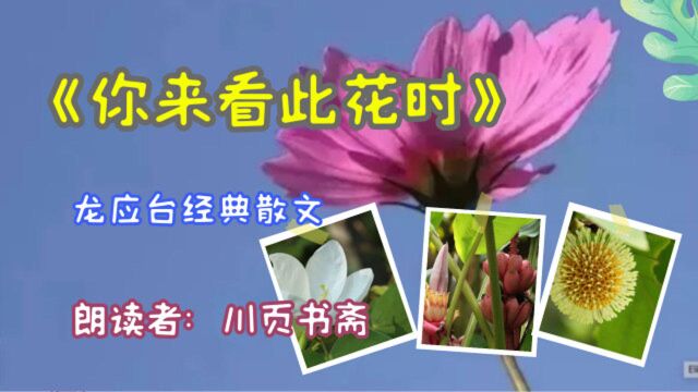 有声朗读龙应台《你来看此花时》