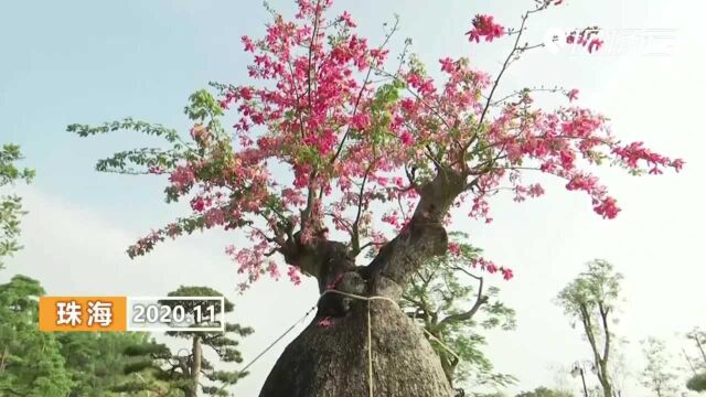 初冬时节,来珠海看异木棉吧!