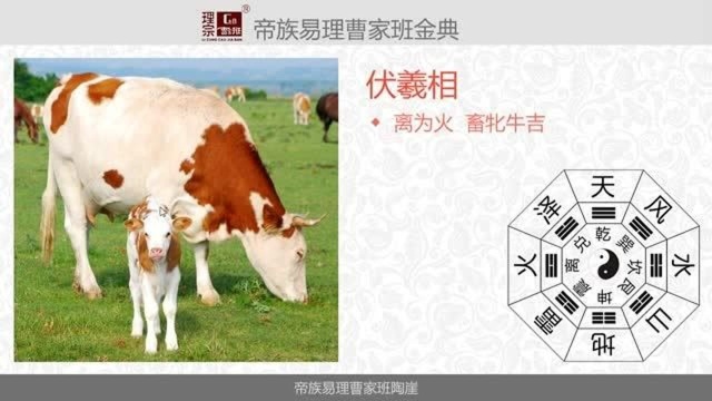 新手如何学易经第13集华夏很“牛”