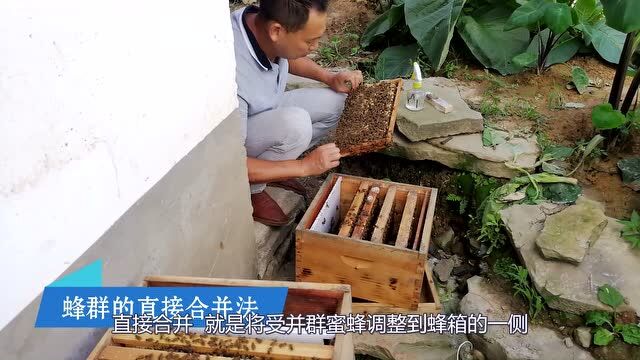 蜜蜂安全高效饲养,基础管理要科学,蜂群合并技巧要掌握