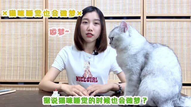 喵星人睡觉时也会做梦?那是当然,猫咪和人一样会被周公找上门