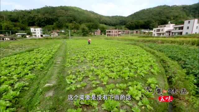 老广的味道:这种大肉菜,是做酸菜的重要材料