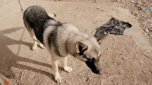 东北农村大型猛犬日常喂养,一日三餐加强营养才能抵抗寒冬