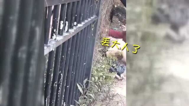 高校女生翻墙被钩掉裙子瞬间“走光” 手捂腹部表情痛苦