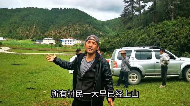 云南大山里的新鲜松茸,村民捡满满一背篓,看看能卖多少钱