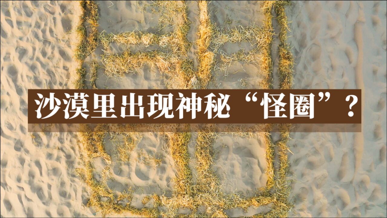 护林员日常工作,竟是同沙鼠斗智斗勇?