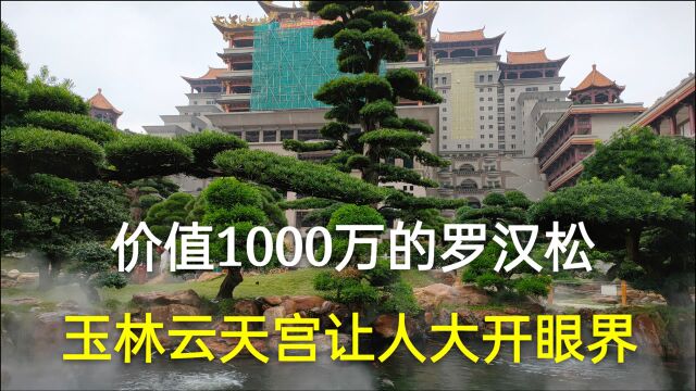 价值1000万的罗汉松,最便宜一棵要20万,玉林云天宫让你大开眼界