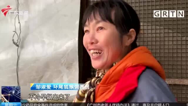 东莞寮步 寒潮来袭 动物们“花式过冬”