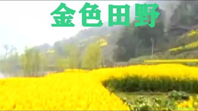 金色田野 难忘的老歌