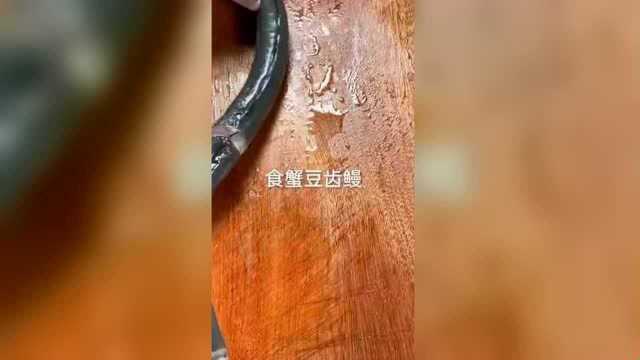 土龙不是龙,煮汤超级浓,你喝过吗?抛弃一切烦恼,从“吃”开始.