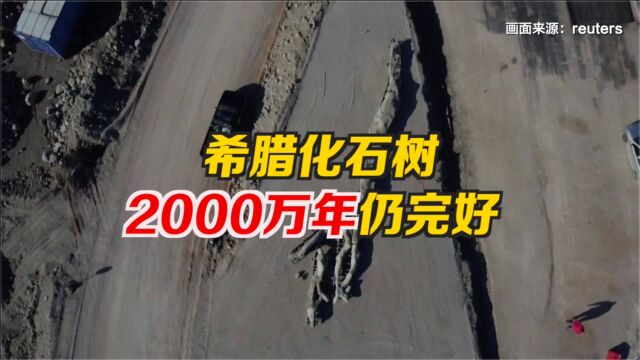 希腊科学家发现罕见化石树 历经2000万年几乎完好无损