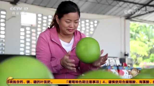 农村女子种植柚子有怪招!柚子产量高口感好,老人小孩都爱吃!