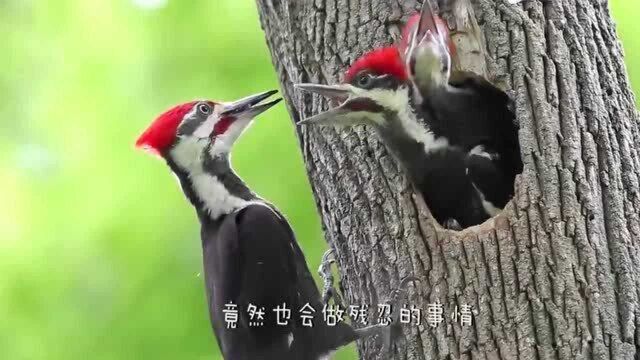 啄食幼鸟脑髓,住在仙人掌上?吉拉啄木鸟路子就是这么“野”!