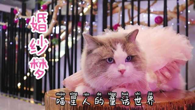 【萌宠时装秀】当猫咪穿上了婚纱,满屏仙气,喵星人的梦幻王国是什么样的呢?#跨界云看秀#