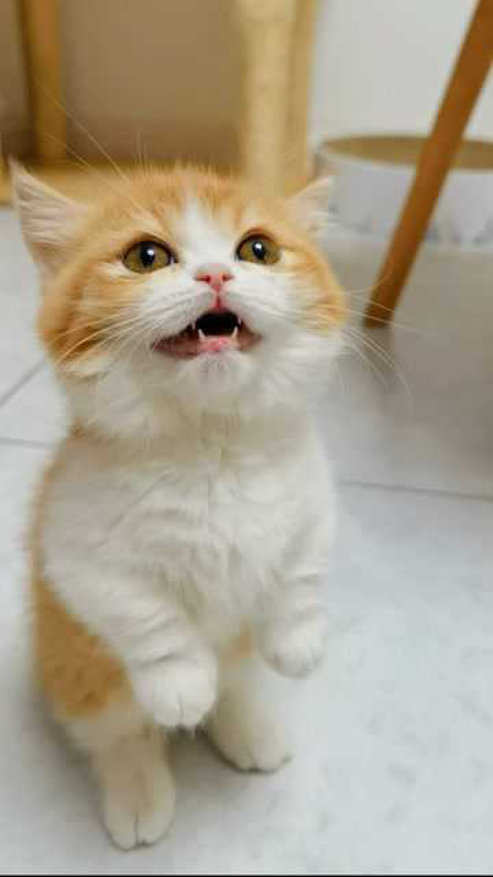 你们期待的土拨猫的叫声来了