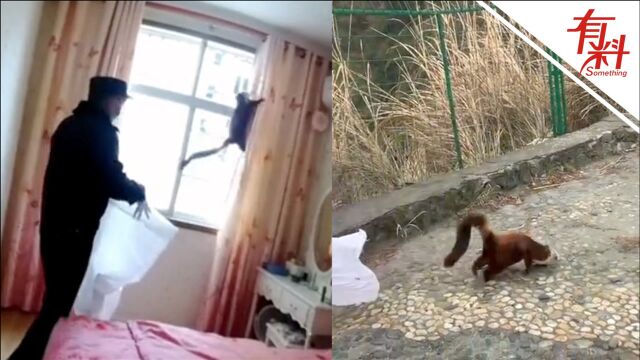 居民家中闯入小动物像猫又像鼠 原是保护动物红白鼯鼠