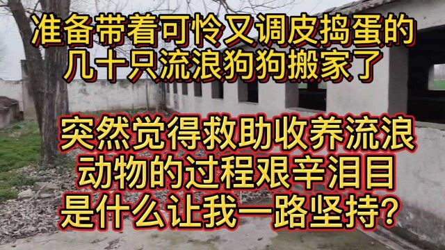 因安置流浪狗的仓库影响附近居民休息生活,需要搬离居民区,这几天看了很多