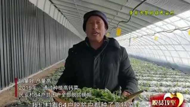 追梦这一年丨闻志富:高钙菜销量好 产量高 64户贫困户全部脱贫摘帽