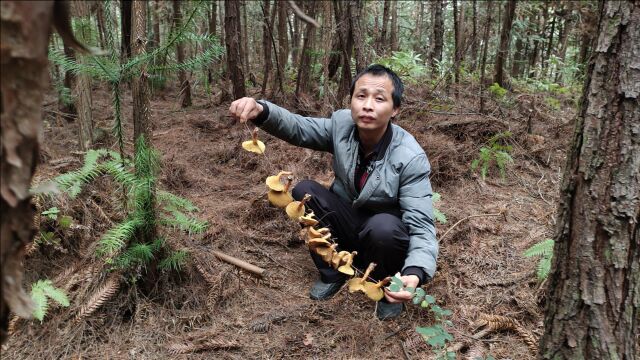 这种野生菌珍贵有稀少,掀开杂草高兴坏了有大货,一斤能卖60元