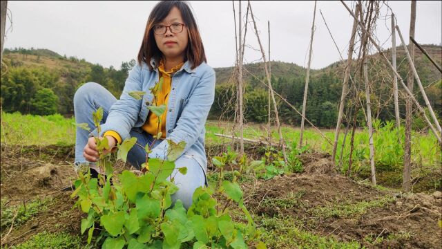 农田里常见的蛇退草,毒蛇见了都要逃跑,一起来看看你认识吗