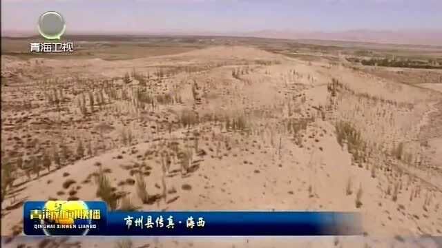 都兰:林业有害生物防控,消灭“不冒烟的森林火灾”