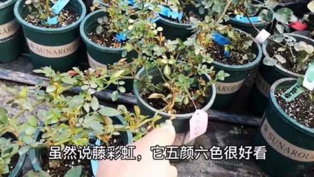 最应该淘汰的月季品种有哪些?我先来说3个,大家接着说