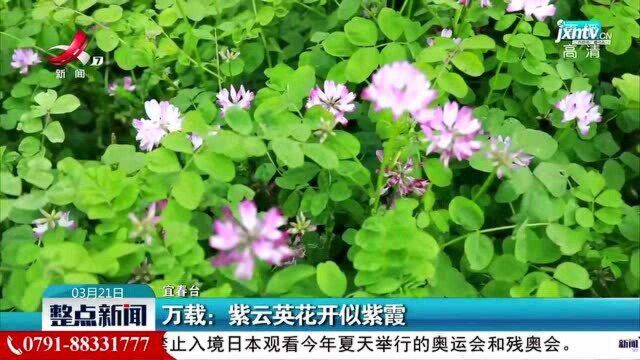 万载:紫云英花开似紫霞