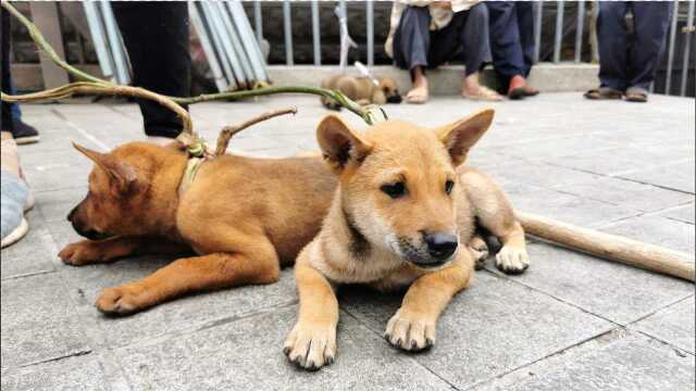 实拍湖南农村狗市,发现一窝极品中华田园犬,没来得及拿出来就抢光了