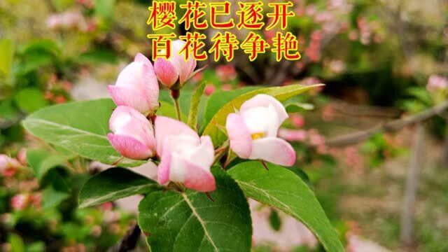 北坡公园 百花争春