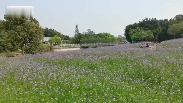 广州:海珠湿地公园马鞭草盛开,来看看什么是马鞭草