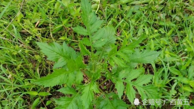 这种野生植物叫菊三七,是一种中草药,长得很特别,认识一下吧