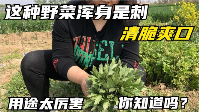 农村一种浑身是刺的野菜,清脆爽口,用途厉害,可惜知道的人不多