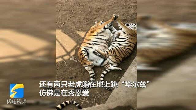 烟台龙口动植物园“胖虎”抢镜 双手合十跳起“华尔兹”