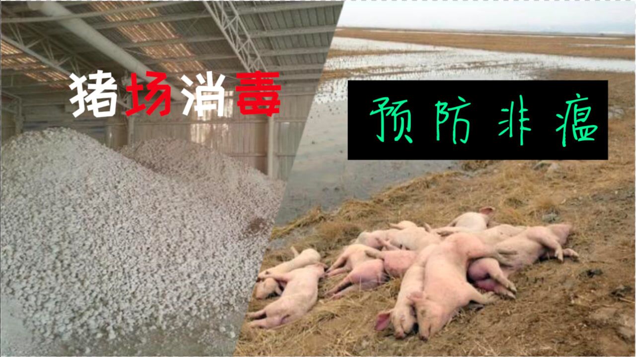 养猪场消灭非瘟病毒的4种消毒剂,收藏备用,烟熏消毒不建议使用