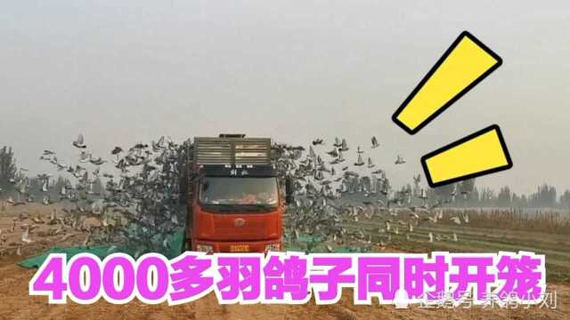 实拍,赛鸽公棚300公里比赛现场,4000多羽鸽子同时开笼,场面壮观