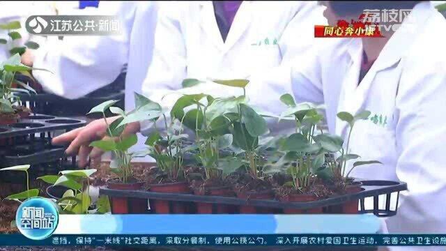 泰州海陵罡门村立足发展鲜花产业 让百姓生活像花一样幸福