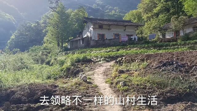 秦岭深山里的农家,房前屋后都是果树柴火做饭,陶渊明住的地方