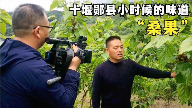 湖北 十堰 郧县 果桑 桑果 三农 农业 农村 产业 农民 亩产10000元的果桑产业,十堰郧县种植250亩,连电视台都来采访了