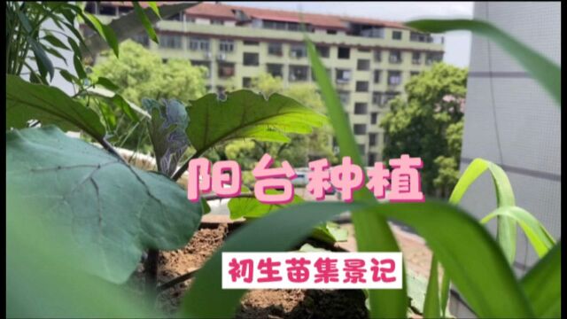 阳台种植#初生苗集景记